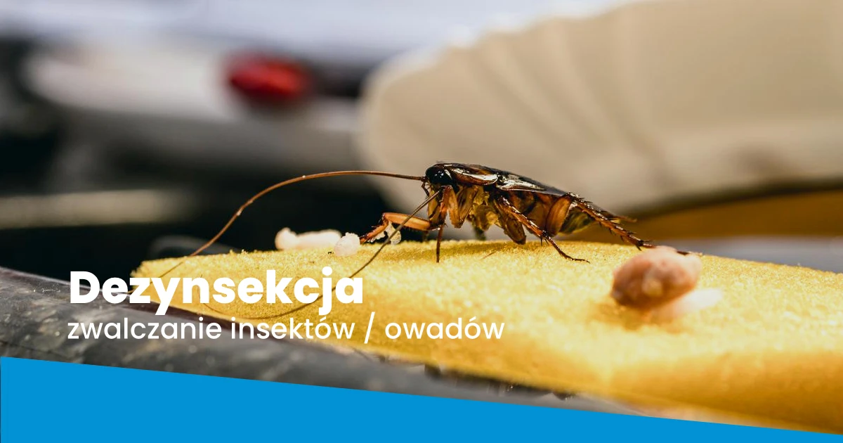 Dezynsekcja Dezynsekcja